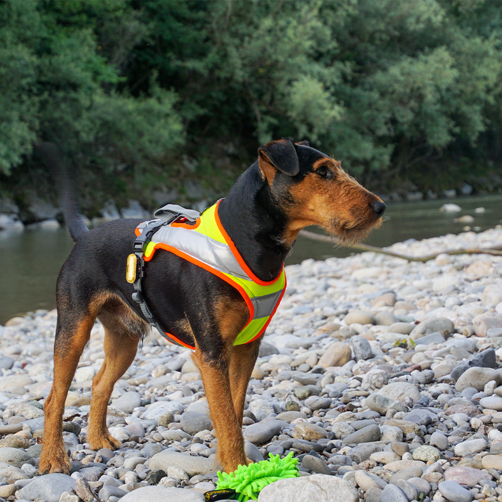 Cane da caccia con imbracatura per cani Dog`s Fun Run Night, giallo fluorescente con strisce riflettenti, due luci LED e bordi arancioni fluorescenti.