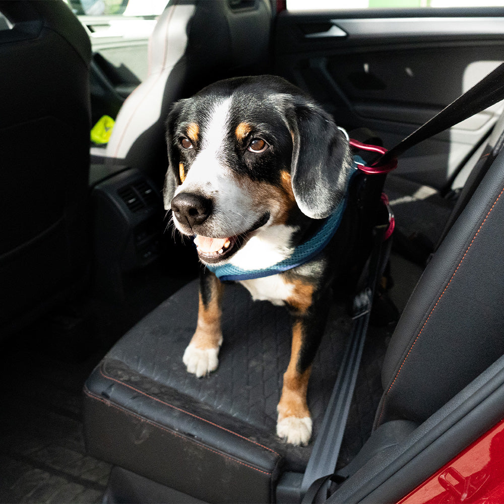 imbracatura per cani Dog`s Fun Run imbracatura di sicurezza per auto Travel Xtreme, blu petrolio. con cane sul seggiolino auto