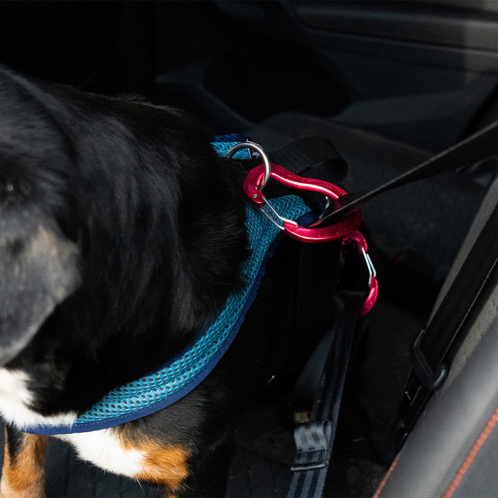 imbracatura per cani Dog`s Fun Run Car Safety Harness Travel Xtreme, blu petrolio. Con cane assicurato all'imbracatura di sicurezza.
