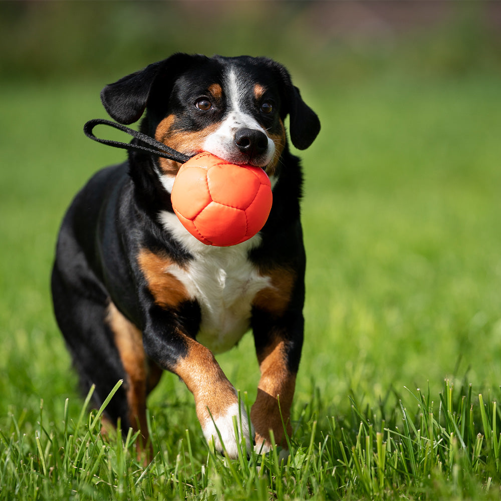 Softball in ecopelle