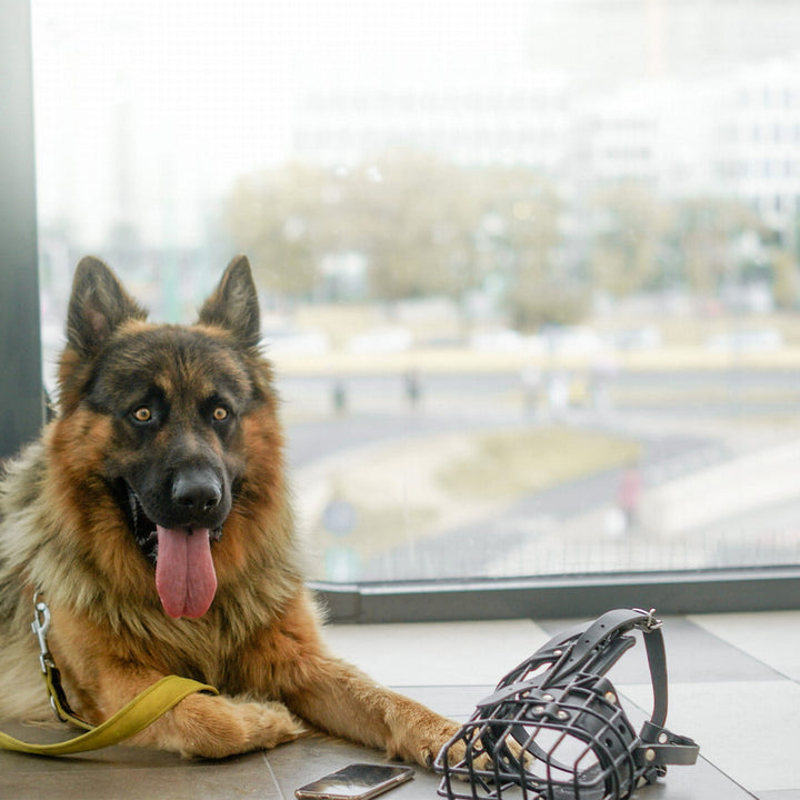 Museruola in metallo rivestita in gomma per pastore tedesco - Dingo Gear