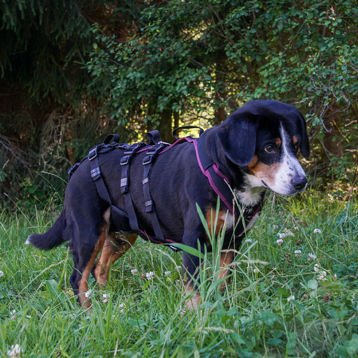 imbracatura per cani Supporto variabile XLong