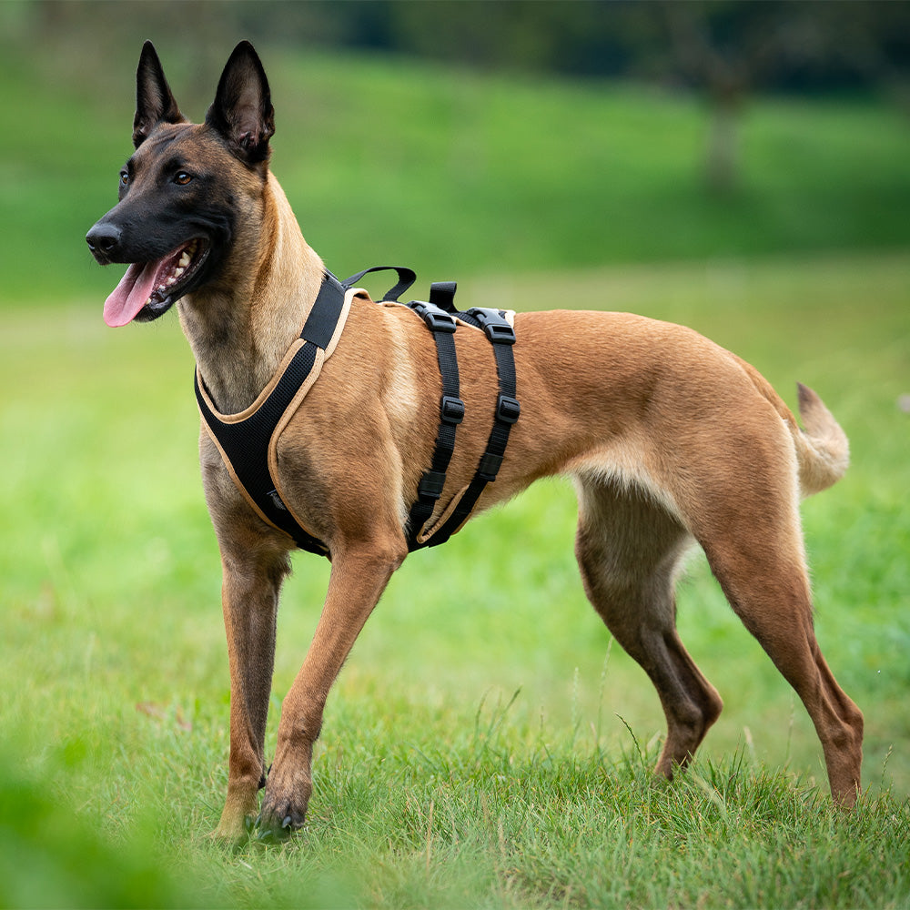 imbracatura per cani Supporto variabile