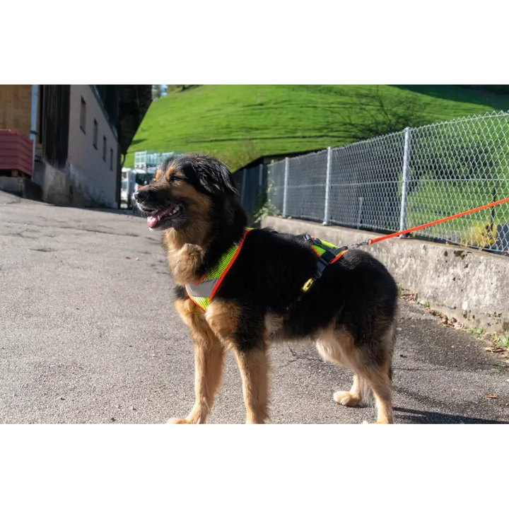 Mantrailing -imbracatura V con riflettore e LED