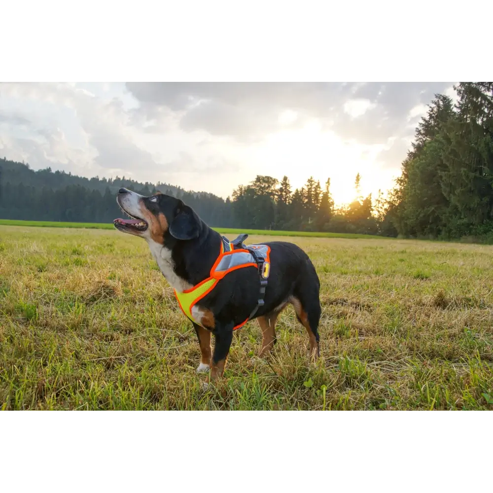 imbracatura per cani Notte variabile